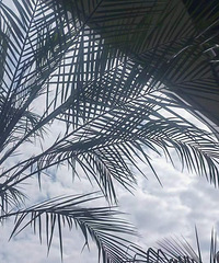 [����]��5ǧ������������ֲ����ƣ�����һ��1ǧ���ԲҶ���