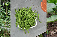 ԰�ӵ��߲˹Ϲ��ջ������ļ�����óԶ��Բ���