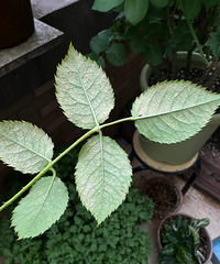 [֧��]�¼����˺�֩�벻Ҫ�£���Щҩ�ײ���Ч���Ƽ�������