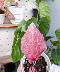 �����������ֵĲ�Ҷ����ʰ����ʺ�һ����