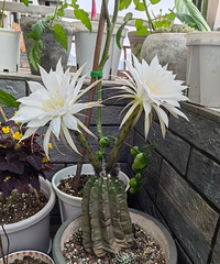 ��ˮ1�� ������Ϳ���2�仨���������һ��