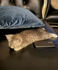 ��������ֻ2���µ�С��è���������������㣿