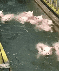 ������ֵ���򡿻���polo��/���п�2��69������ϴ���55