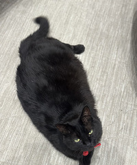 ���������è��С��è���Ŵ�����˥�߻���8k+