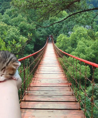 ��С��è����ɽ�³�������˵�����������������