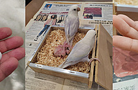 û���˹���Ԥ����������Ȼ�������̣�����������