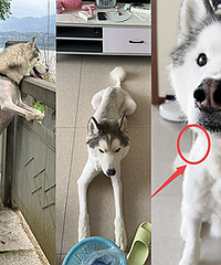 ����һֻ�óԹ�����������ƻ����ˮֱ��