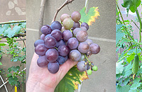 �ղ������������������һ��ѣ������Ѿ�30�മ