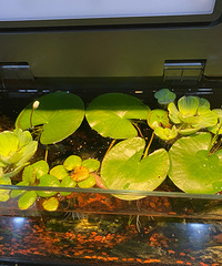 ��������İ��þ�������������Ŀǰ��30������