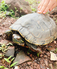 ���ڹ����ɹ̫����������10������⺩����