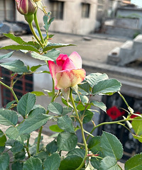 ���ֵ�һ�����¼�����֭��̨�����ˣ���Ȼ���㡱