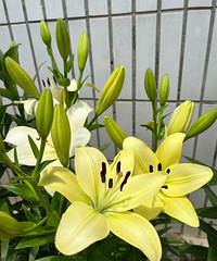 �����򵽿�������ʱ70���죬�ٺϿ�����