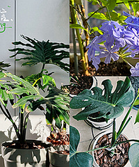 ������ֲ����õ����֣����𳤵úü���