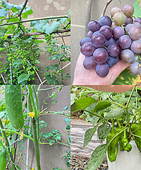 菜园大丰收!巨峰葡萄今年有30多串