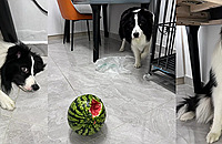 �¸�¥�������ϳ��ˣ����˸���һ���ƣ����ܸ�ɶ