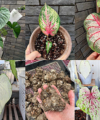 ���������ֵĲ�Ҷ����ʺ�һ����