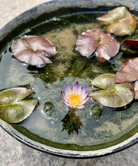 ����8��ɻ������ڿ���