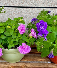 4.5Ԫ3�õİ�ǣţ�磬��Ȼ������˿���ʸ�