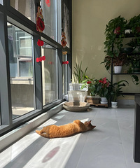 ��ô��èʦ����ɹ̫���������⣬����ɹ������