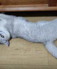 ������è��һ��ë������ɣ�����è��ë���ز���