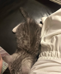 [�ɻ�]��è���������𣿲�2���¸յ���3�죬ϣ����ץɳ��