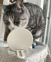 ����ֻ���ߵı����è������ÿ��Ŀ���ԴȪ