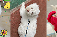 һʱ���⹷��ȥ�����ǣ������ѹ�����ȫ�߲�����