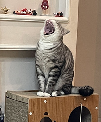 [�ȳ�]è����ʧ�ܣ�����û�ݻ�Խ��Խ�ʣ�ֱ���ֳɱ������