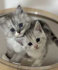 ���Ǽ�è��һ������8��������