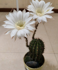 �𾪣������򿪻��ˣ������ú�꼻���Ȼ������