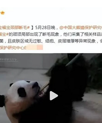 韩媒造谣福宝被虐待,让我们归还熊猫