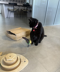 �ϰ��è����Խ��ȥ��Ư��С��㣬�����ؼһ�ҧ��