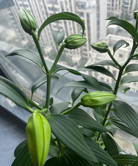 ��ҵİٺ϶���ʲô�׶���ѽ������1�����˻�����