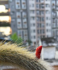 ���������꣬��β��������ÿ��仨���ҿ���