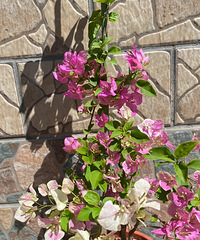 �̷�ɫ����ɫ������÷����������Ҽ��м���