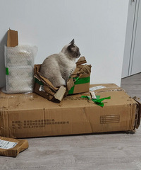 è��˯è�ѣ�ϲ��˯ֽ���ӣ������˵��Ű��è