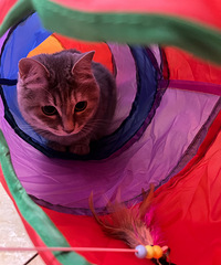 ��СǮ����£�15Ԫ��è������èè�������