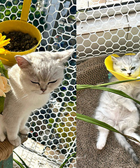 2���µ�С��è��ÿ�쳬��˯��