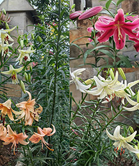 ���ڰٺϵļ��ڣ�5��Ʒ���Ⱥ󿪷�