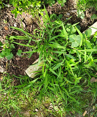 ���õ�һ�죬��è����Ѳ�Ӳ�԰�ӿ�ʼ