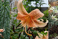 ���ڰٺϵĸ߹⼾�ڣ�5�ֲ�ͬ��ɫ�İٺ����࿪��