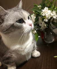 �����ﲻ�ԣ�С���µ�ţ�͹����ģ�è������Χȹ