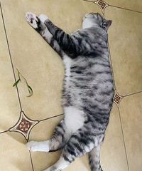 ����С����è�Ѿã����ʣ���β��ܰ�è͵����