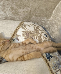 [�ɰ�]һ��һ��ͼ�����ҳ�����ǵ�èè˯����ʲô��ѽ