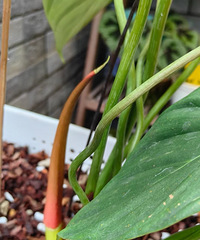 ˼·�򿪣��ò������ֻ�Ҳ�ܲ���Ŷ