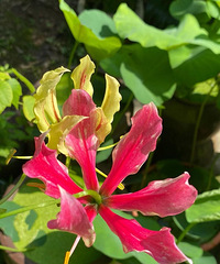 �߶˵Ļ��ģ��Լ��ֵĲ������������ٺ�̫����