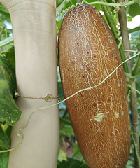 ��ũ������ũ��������˵��ƹ�Ҳ߯���˰�