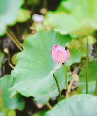 Ҫɻץ山ɺʪع԰ͣҲ