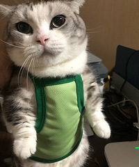 �����ﲻ�ԣ�С���µ�ţ�͹����ģ�è������Χȹ