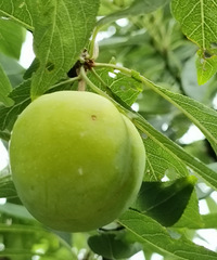 ����¥���ϵ�����ֻ��20����